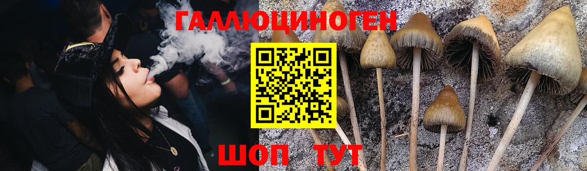 Галлюциногенные грибы Psilocybine cubensis  Вход с VPN  Баксан 